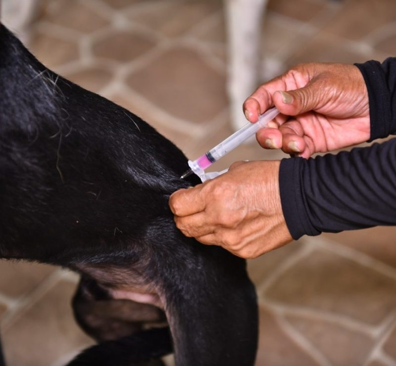 Manaus intensifica vacinação antirrábica e já imunizou 140 mil animais