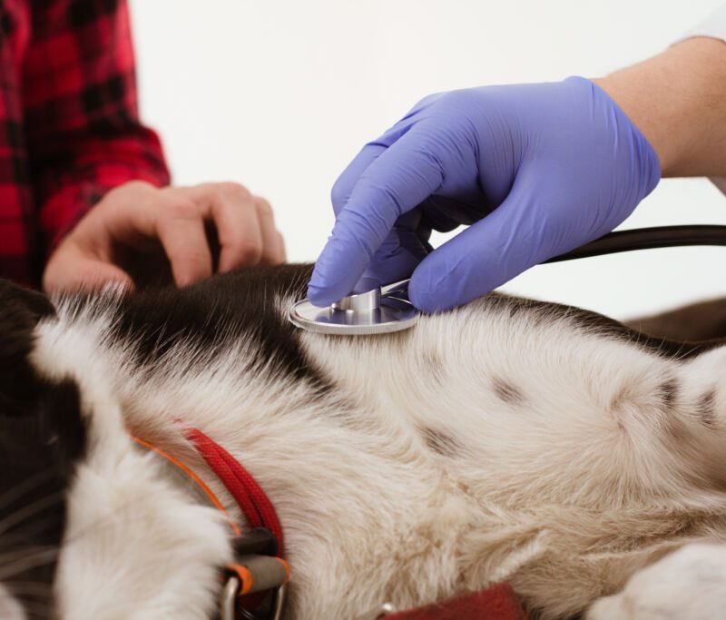 Câncer de mama em cães: 45% das cadelas podem ser afetadas