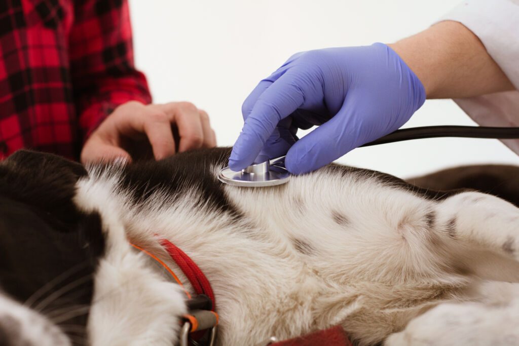 Câncer de mama em cães: 45% das cadelas podem ser afetadas